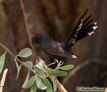 israbirding.com Elifaz