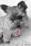 Elik