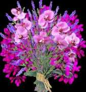 forum.rozali.com Elinel