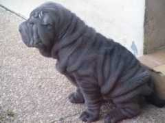 sharpei.dore.free.fr Eliote