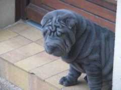sharpei.dore.free.fr Eliote