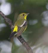 orientalbirdimages.org Elisas