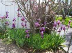 theworldgarden.com Elivia