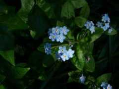 theinnershaman.com Elixirs