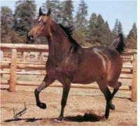 texasarabianbreeders.com Elizaa
