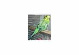 birdchannel.com Elizaabeth