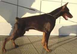 dobermann-review.com Elizar