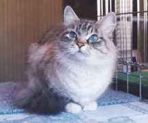 siberiancats.ru Elizara