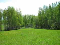 confluence.org Elizariev