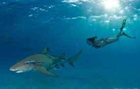 timeslive.co.za Elliis