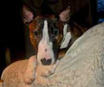 backwoodsbullterriers.com Ellymae