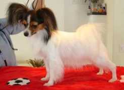 en.papillon-zh.ch Elram