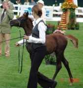 w-arabians.net Elran