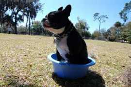 organicauthority.com Elvissa