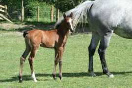whirlwindhorses.co.uk Elzara