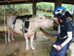 Embang