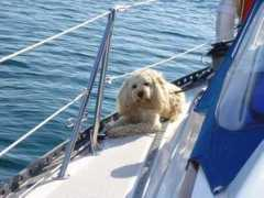 islander36.org Embertson