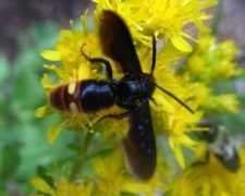 bugguide.net Emche