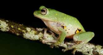 juventudrebelde.cu Emeraldi