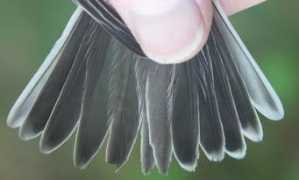 davidnorman.org.uk Emeriza