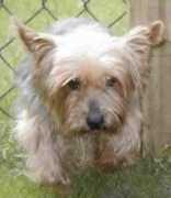 puppymillrescue.org Emmal