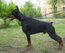 dobermann-review.com Emperator