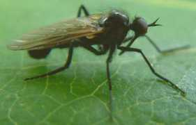 crawford.tardigrade.net Empis