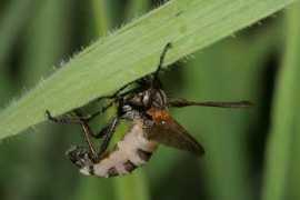 diptera.info Empis