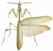 Empusa