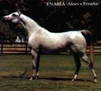 kakagiarabians.com Enaria