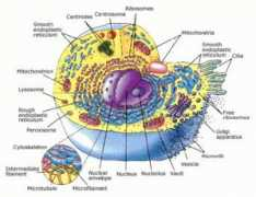 Endoplasmic