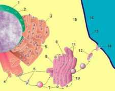 Endoplasmic