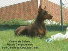 dobermann-review.com Enfasis