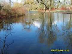 Engelse
