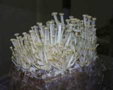 Enoki