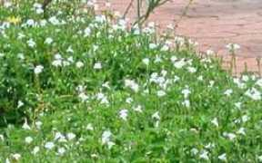 plantzafrica.com Ensermu