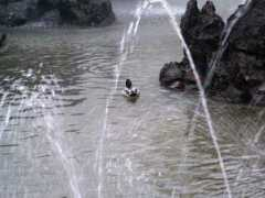 Ente