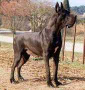 favoritelendog.narod.ru Enthea