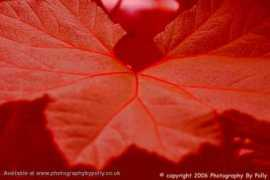 photographybypolly.co.uk Entice