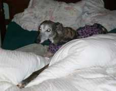 starcitygreyhounds.org Epard