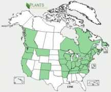 ontariowildflowers.com Ephe