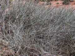 swcoloradowildflowers.com Epto