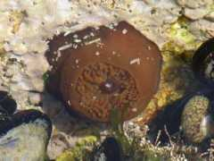 biodiversidadvirtual.org Equina