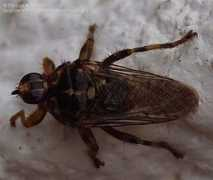 biodiversidadvirtual.org Equina