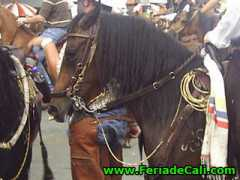 feriadecali.com Equino