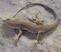 reptarium.cz Eremias