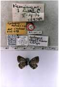 butterfliesofamerica.com Erenea