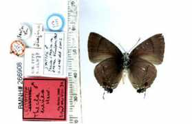 butterfliesofamerica.com Erenea