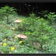 fotokritik.com Ericok