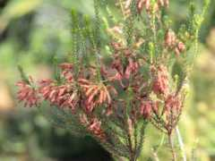 botanic.jp Ericol